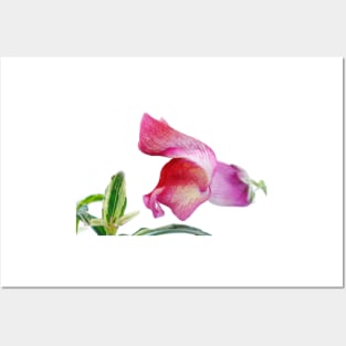 Antirrhinum majus  'Frosted Flame'  Snapdragon Posters and Art